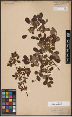 Foto von Salix aurita L.